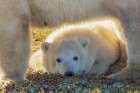 Young polar bear rest under its mother while she scavenges an old Caribou carcass Landscape Print